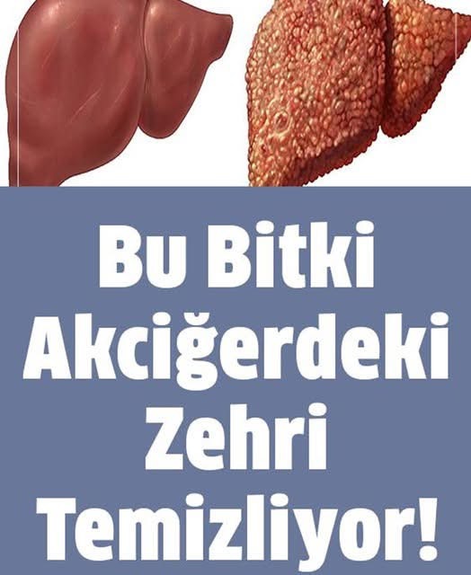 Bu Bitki Akciğerdeki Zehri Temizliyor