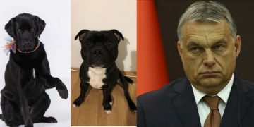 Macaristan seçimlerinde iki köpek Orban’a rakip oldu
