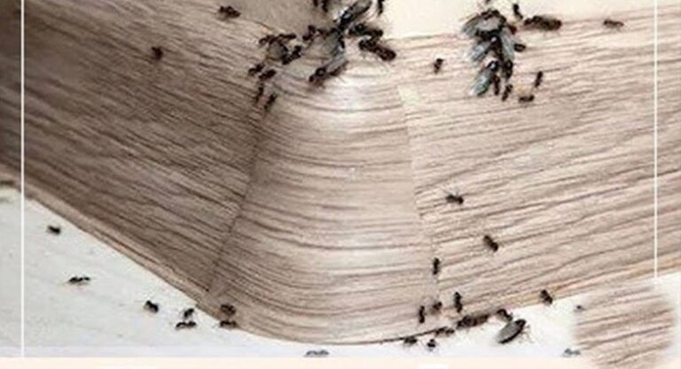 Evdeki Karıncalara Z’arar Vermeden Uzaklaştırmanın