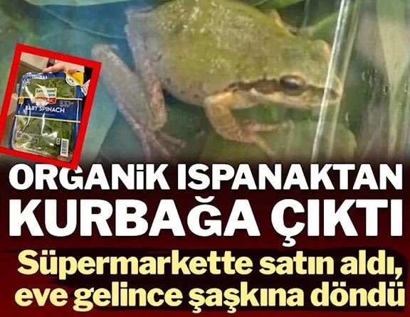 İğrendiren olay: Yıkanmış ıspanak paketinin içinden canlı kurbağa çıktı