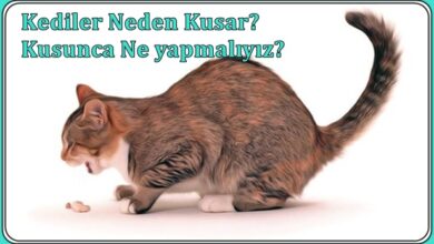 Kediler Neden Kusar? Ne yapmalıyız?