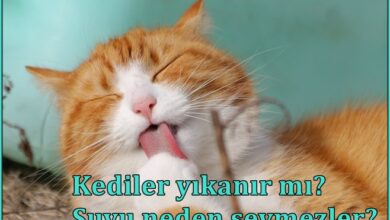 Kediler yıkanır mı? Suyu neden sevmezler?