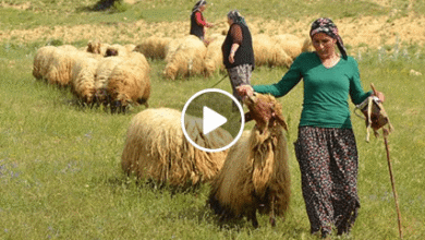 Sende Solacaksın Günün Birinde – Sevda Gül