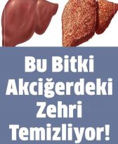 Bu Bitki Akciğerdeki Zehri Temizliyor