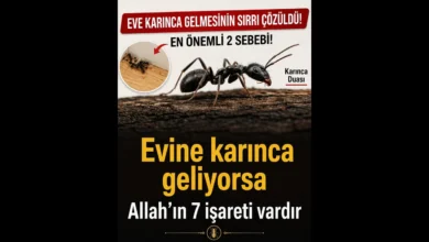 Eve Karınca gelmesinin Hikmetleri
